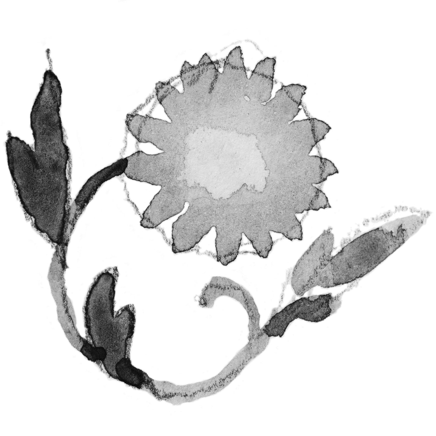 Chryzantéma - listopad